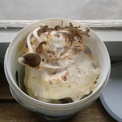Mycelium with shrooms