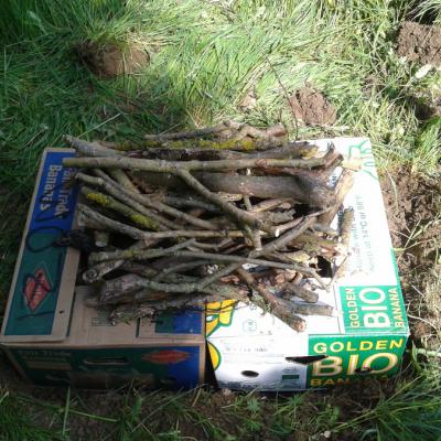 zwei Bananenkartons voll Holz plus Inhalt eines weiteren