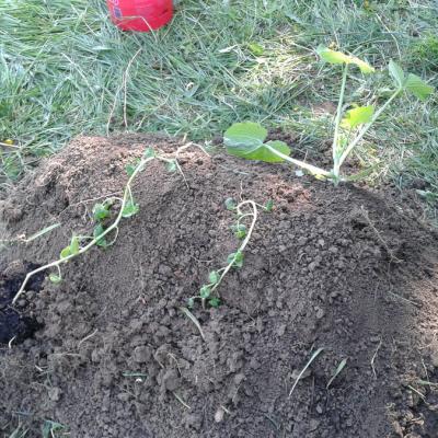 Beet mit noch mehr Erde und drei Pflänzchen, von Nordost