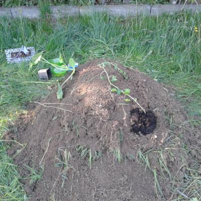 Beet mit noch mehr Erde und drei Pflänzchen, von Süden