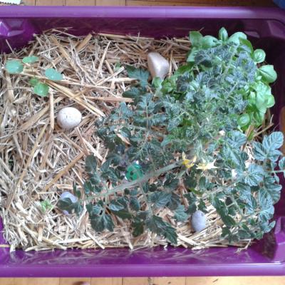 box with tomato, sage and basil