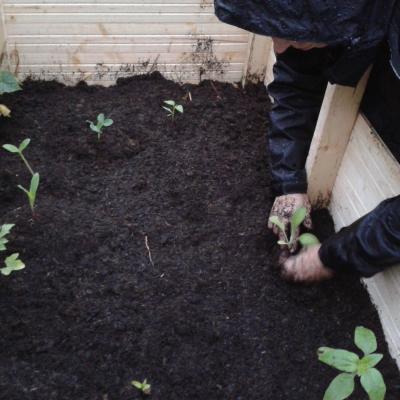 me, finally planting late that evening - yes it’s raining