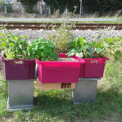 my four boxes, raised on a makeshift bench