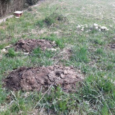 kleine Komposthaufen und das Hügelbeetchen mit der einsamen Maispflanze, April 2015