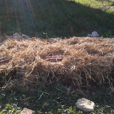 the finished flower bed, mulched with straw
