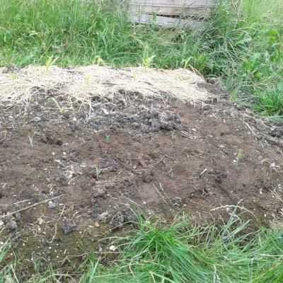 the humble beginnings of the tiny sweetcorn field