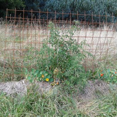 neues Hügelbeet im September (die Tomate war zum Schluss ein Dschungel!)