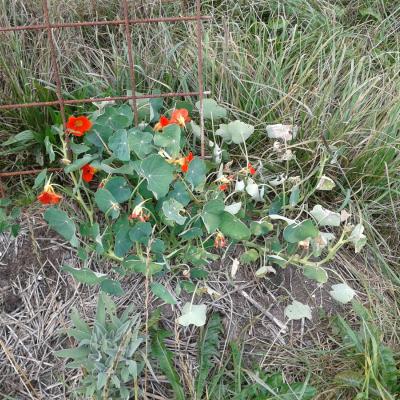 slug damage on nasturtium, see what I mean?