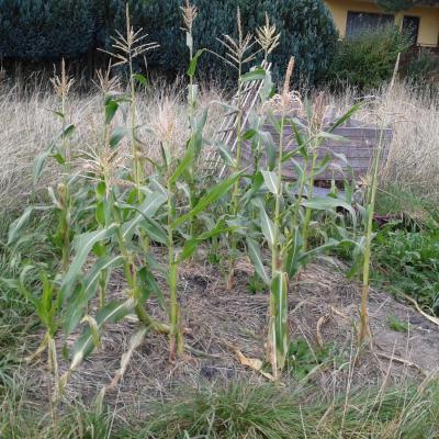 sweetcorn in September