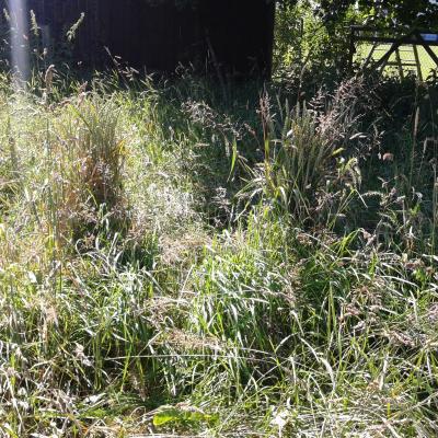 Getreidebüschel im Gras