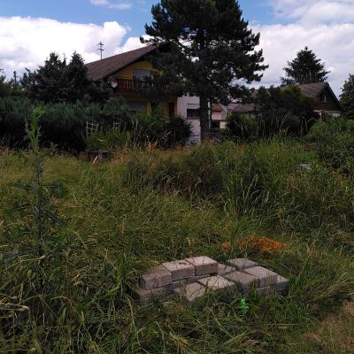 the overgrown plot – can you spot the compost and the pallet bed?