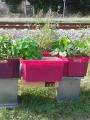 my four boxes, raised on a makeshift bench